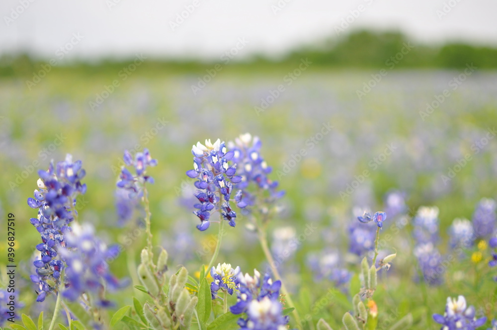 Obraz premium Texas Blue Bonnets