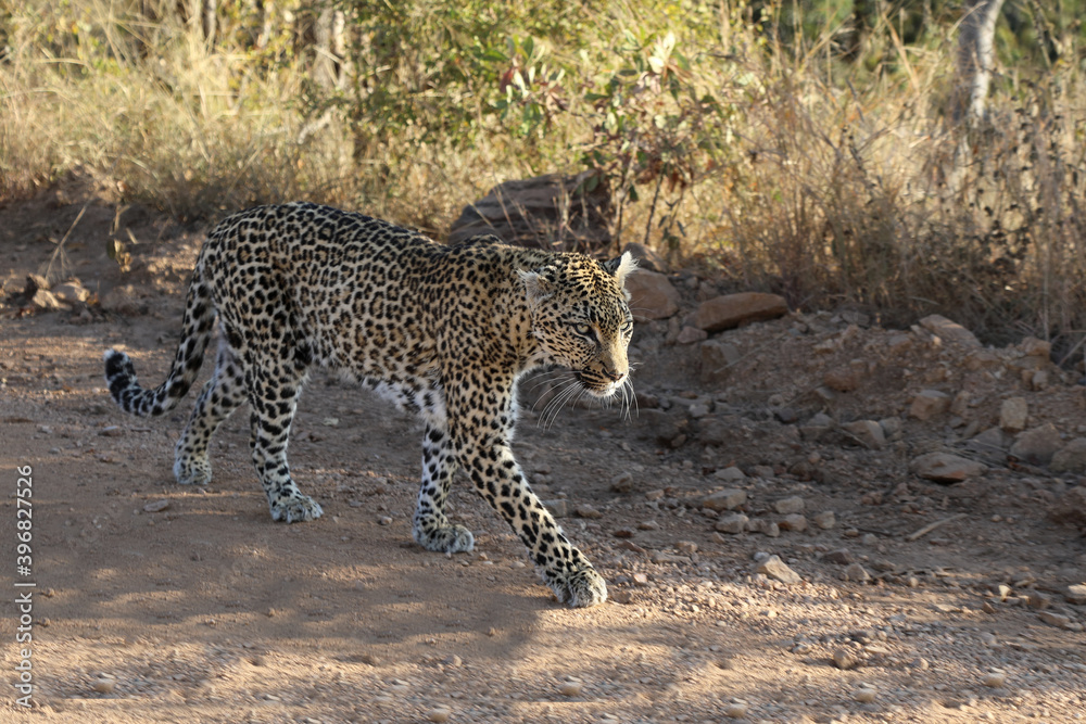 Obraz premium Leopard / Leopard / Panthera pardus.