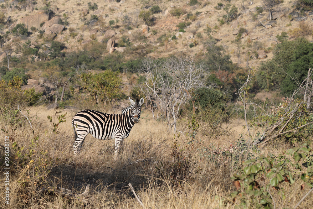 Obraz premium Steppenzebra / Burchell's zebra / Equus burchellii