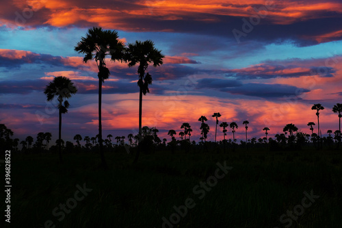 Side palm trees in black silhouette