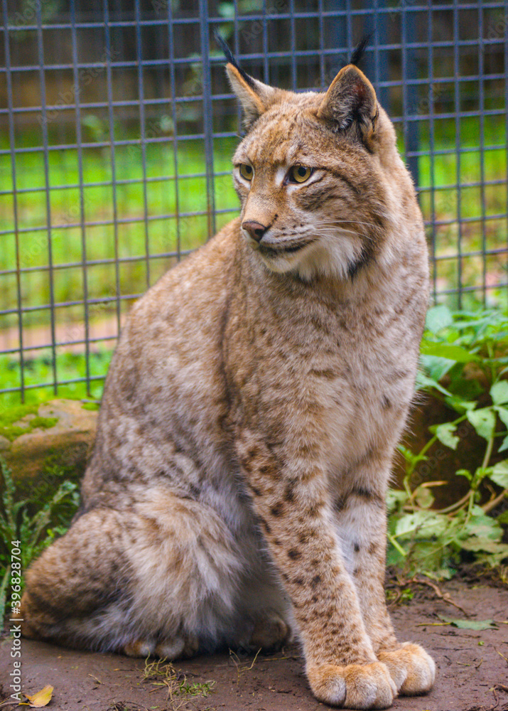 Obraz premium Beautiful European lynx in a zoo.