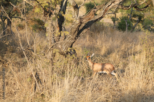 Afrikanischer Steinbock   Steenbok   Raphicerus campestris