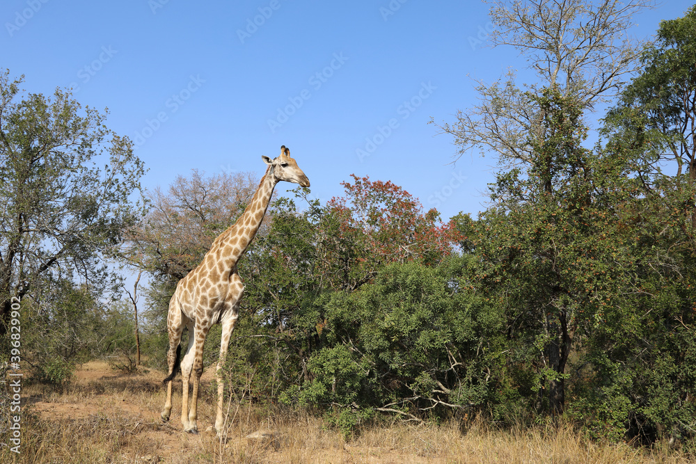 Fototapeta premium Giraffe / Giraffe / Giraffa Camelopardalis
