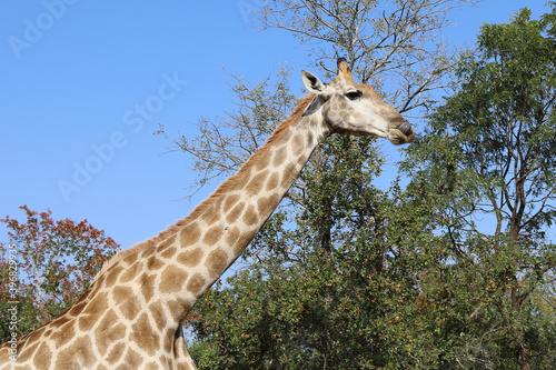 Photography Giraffe / Giraffe / Giraffa Camelopardalis