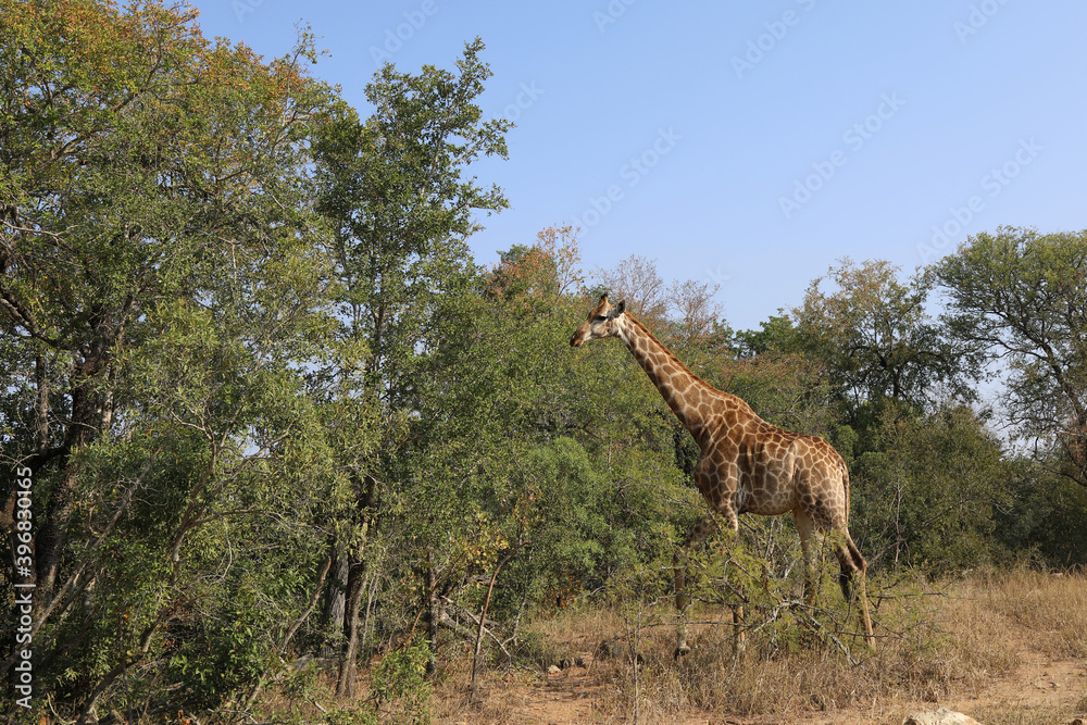 Obraz premium Giraffe / Giraffe / Giraffa Camelopardalis