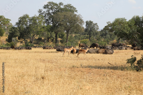 Schwarzfersenantilope und Kaffernbüffel / Impala and Buffalo / Aepyceros melampus et Syncerus caffer
