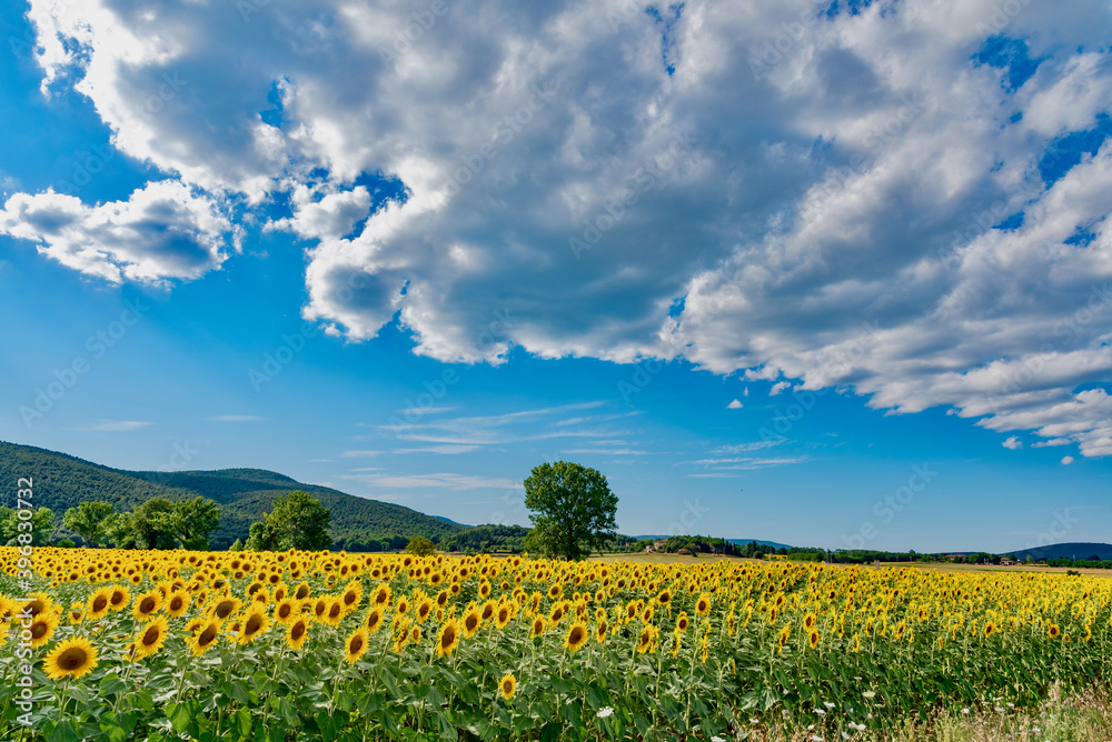 endless fields of Sunflower in summer in the lands of Tuscany