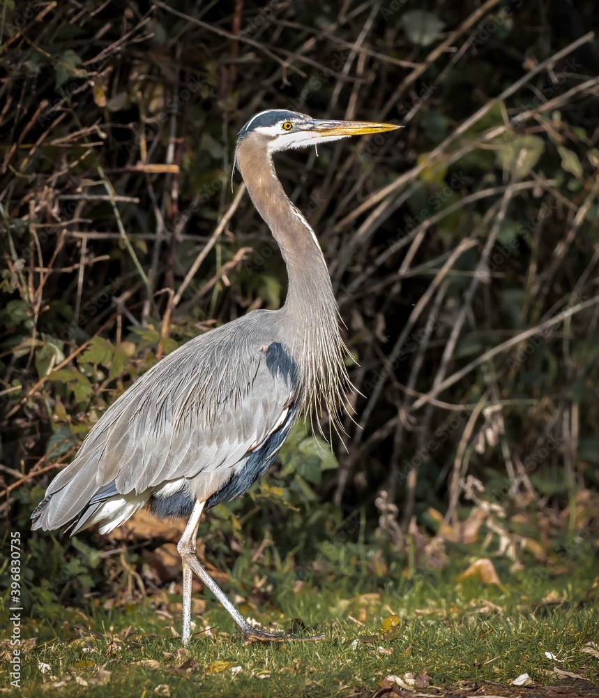 Great Blue Heron looking for a meal