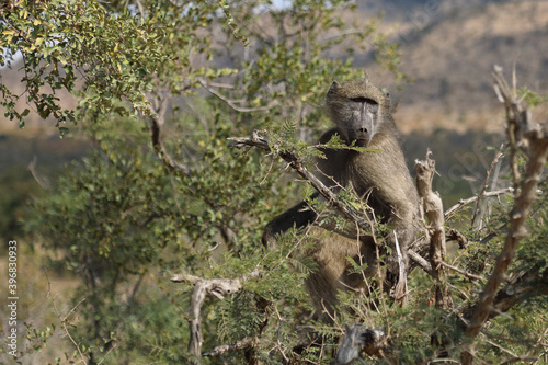 Bärenpavian / Chacma Baboon / Papio ursinus..