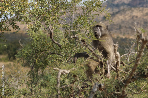 Bärenpavian / Chacma Baboon / Papio ursinus..