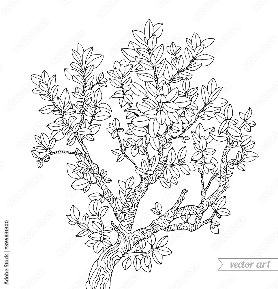 Forest boxwood bush, branch with leaves. Vector hand drawn artwork. Zentangle. Coloring book page for adult. Black and white. Vintage, retro style. Wallpaper, print, poster Forest boxwood bush, branch with leaves. Vector hand drawn artwork. Zentangle. Coloring book page for adult. Black and white. Vintage, retro style. Wallpaper, print, poster