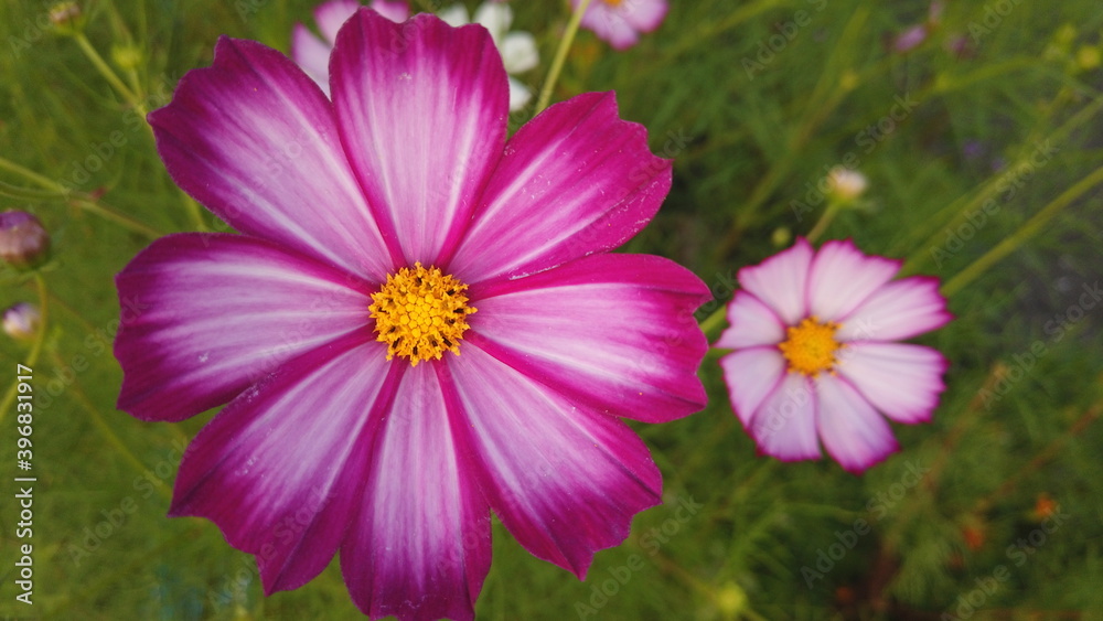 Obraz premium 秋の秋桜（コスモス）