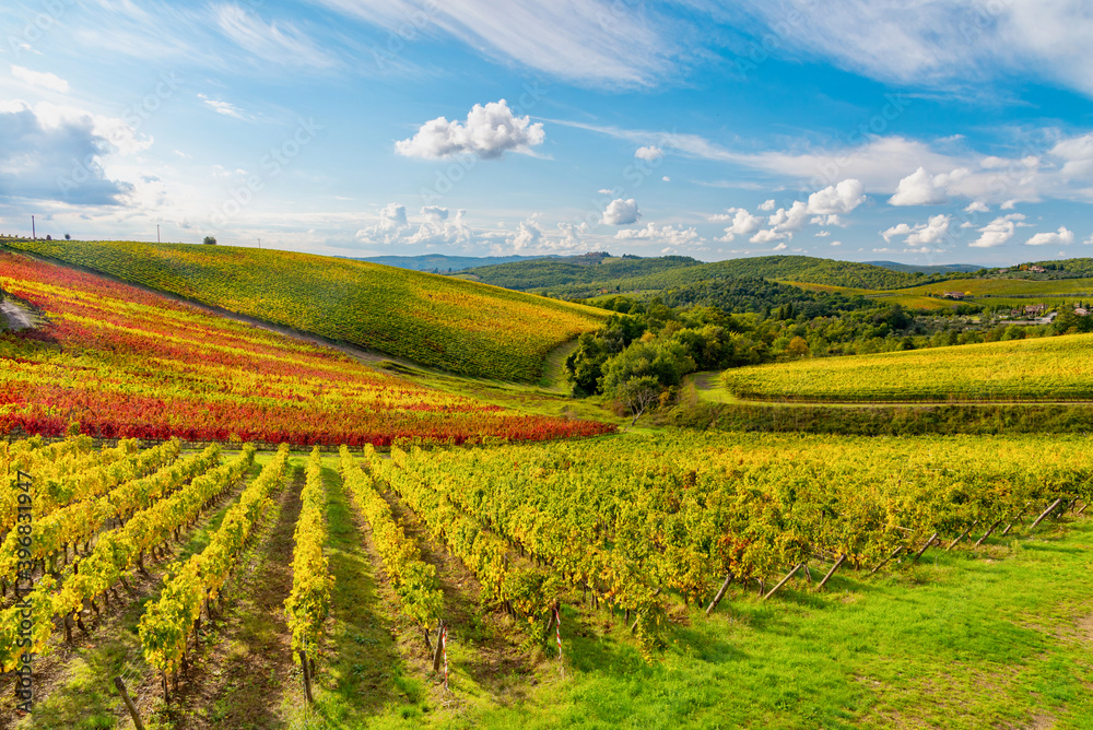 panorama of the autumnal vineyards of Castello di Brolio in Tuscany