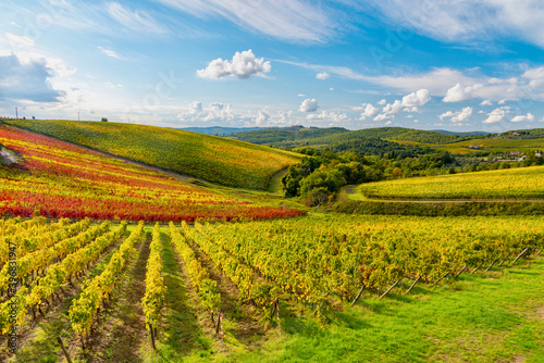 panorama of the autumnal vineyards of Castello di Brolio in Tuscany