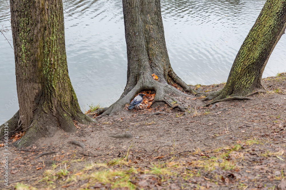 Unusual root of a deciduous perennial tree and dry fallen autumn leaves