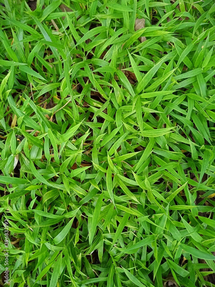 green grass background