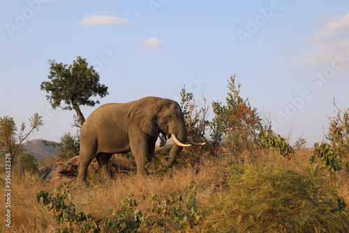 Afrikanischer Elefant   African elephant   Loxodonta africana