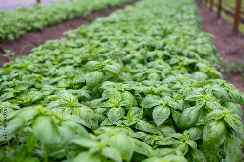 basil plantation in indoor organic garden