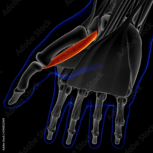 Opponens Pollicis Muscle Anatomy For Medical Concept 3D Illustration photo