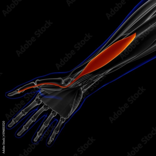 Flexor Pollicis Brevis Muscle Anatomy For Medical Concept 3D Illustration