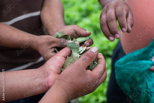 hands of male farmers holding coca leaves, to chew, green leaves