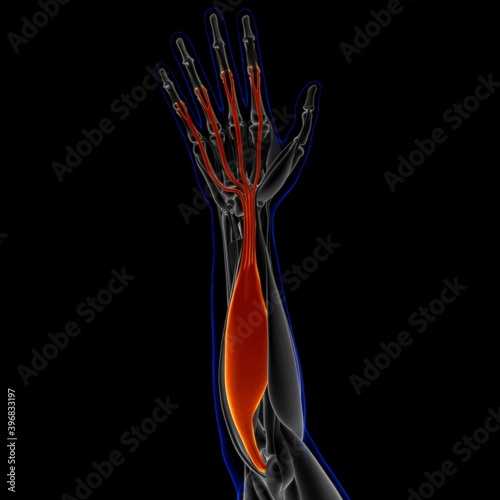 Flexor Digitorum Superficialis Muscle Anatomy For Medical Concept 3D Illustration