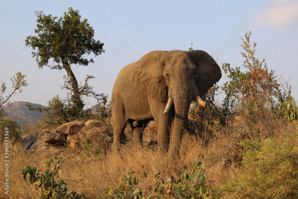 Fototapeta premium Afrikanischer Elefant / African elephant / Loxodonta africana