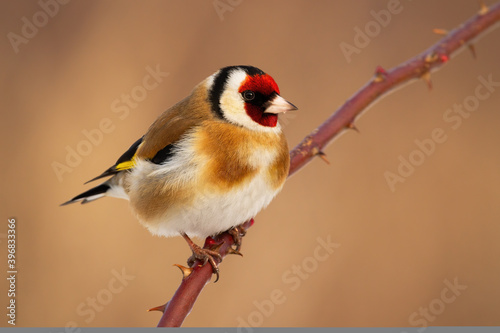 European goldfinch, carduelis carduelis, sitting on thorned branch in winter. Colorful bird with red head resting on bough. Brown winged animal watching on twig.