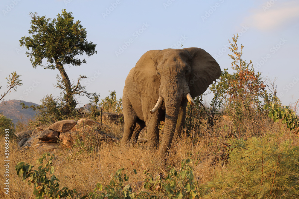 Fototapeta premium Afrikanischer Elefant / African elephant / Loxodonta africana