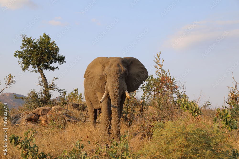 Fototapeta premium Afrikanischer Elefant / African elephant / Loxodonta africana