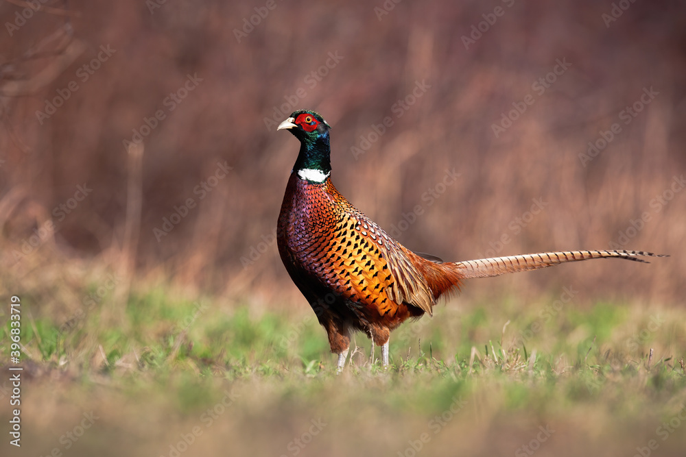 Fototapeta premium Common pheasant, phasianus colchicus, standing on meadow in springtime nature. Ring-necked bird looking on field in spring. Feathered animal with brown body and green head observing on glade.