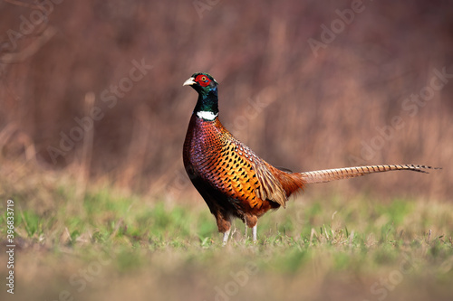 Common pheasant, phasianus colchicus, standing on meadow in springtime nature. Ring-necked bird looking on field in spring. Feathered animal with brown body and green head observing on glade.