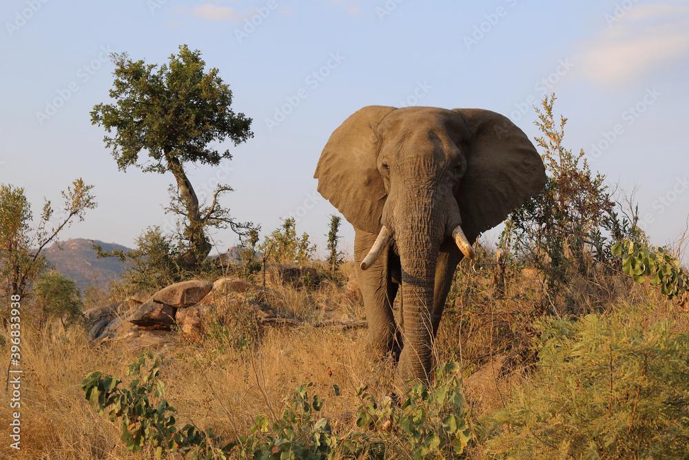 Fototapeta premium Afrikanischer Elefant / African elephant / Loxodonta africana