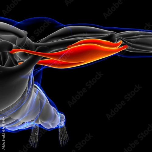 Biceps Brachii Muscle Anatomy For Medical Concept 3D Illustration photo