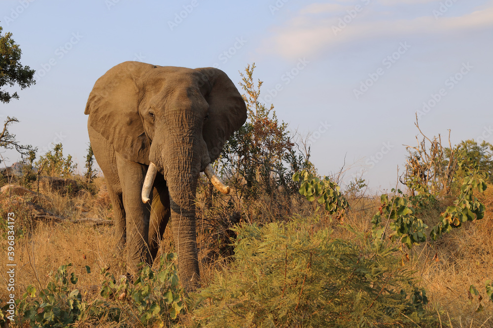 Obraz premium Afrikanischer Elefant / African elephant / Loxodonta africana