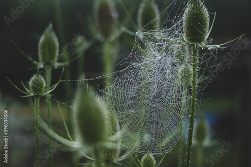 spider web with dew drops and bull thistle