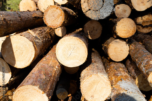 Stacks of logs of birch (woodpile, stacking of round wood). Timber industry. Log yard.