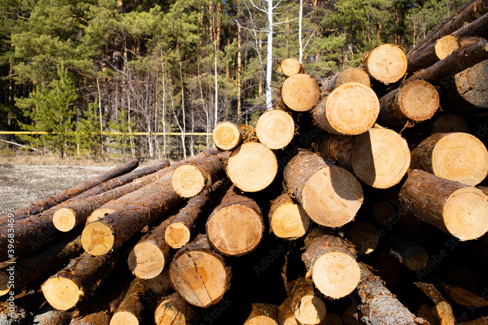 Stacks of logs of birch (woodpile, stacking of round wood). Timber industry. Log yard.