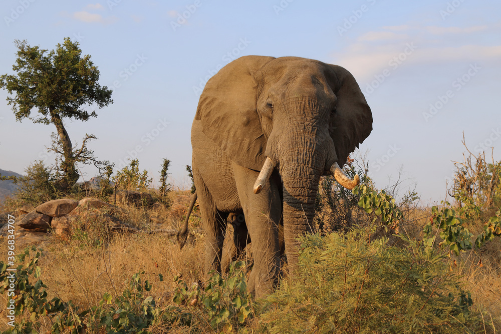 Fototapeta premium Afrikanischer Elefant / African elephant / Loxodonta africana