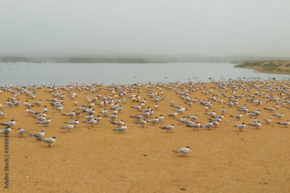 Least tern birds on the beach. Large group of seabirds, California wildlife Least tern birds on the beach. Large group of seabirds, California wildlife