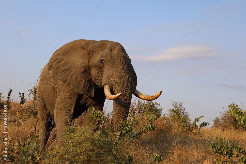 Obraz premium Afrikanischer Elefant / African elephant / Loxodonta africana