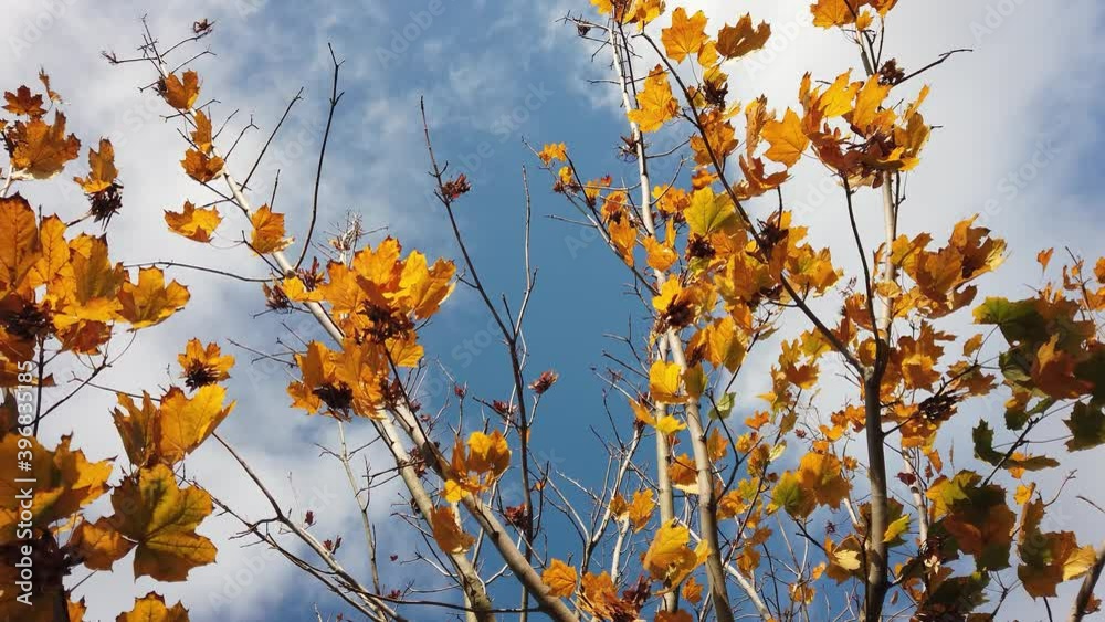 Sunshine, sunbeams. Autumn maple leaves on tree branch against blue sky. Sunshine, sunbeams. Autumn maple leaves on tree branch against blue sky.