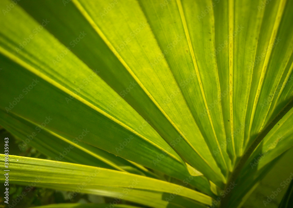 close up of palm leaf, beautiful pattern of leaf, macro shots nature photography close up of palm leaf, beautiful pattern of leaf, macro shots nature photography
