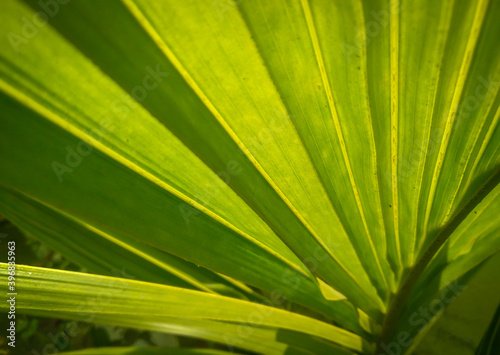 close up of palm leaf  beautiful pattern of leaf  macro shots nature photography