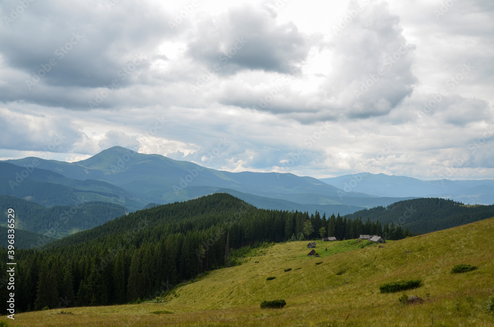 Beautiful mountain landscape with green meadows, evergreen spruce forest, wooden shepherd houses in Carpathians, Ukraine