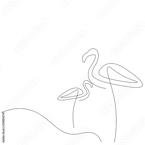 Flamingo birds near water drawing. Vector illustration