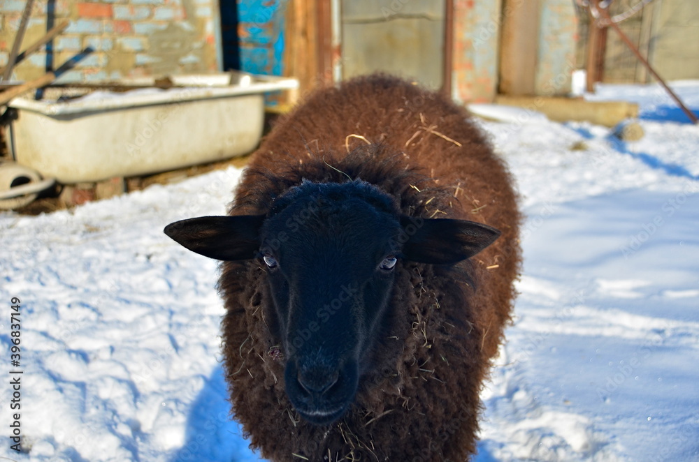 domestic sheep in winter on a private farm