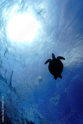 Green turtle swimming against the surface
