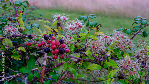 Hampshire brambly hedgrow in early autumn