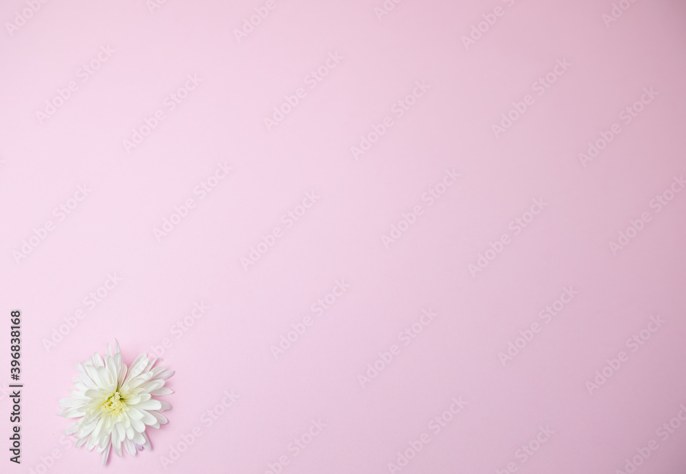 Fototapeta premium white flower on the pink background